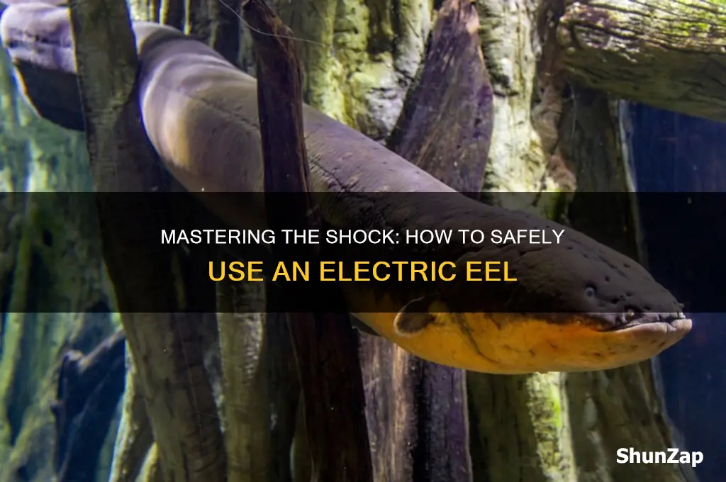 how to use an electric eel