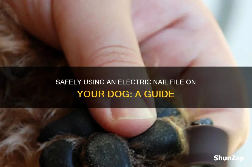 how to use an electric nail file on a dog