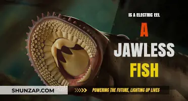 Electric Eels: Jawed or Jawless?