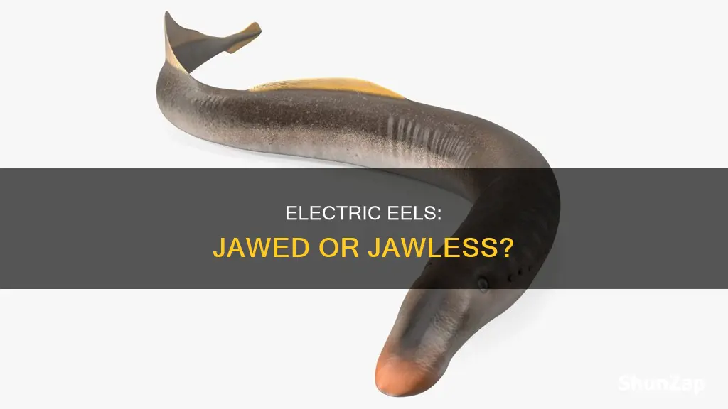 is a electric eel a jawless fish