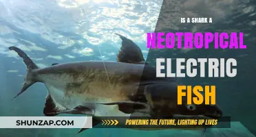 Electric Sharks: Tropical Fish or Not?