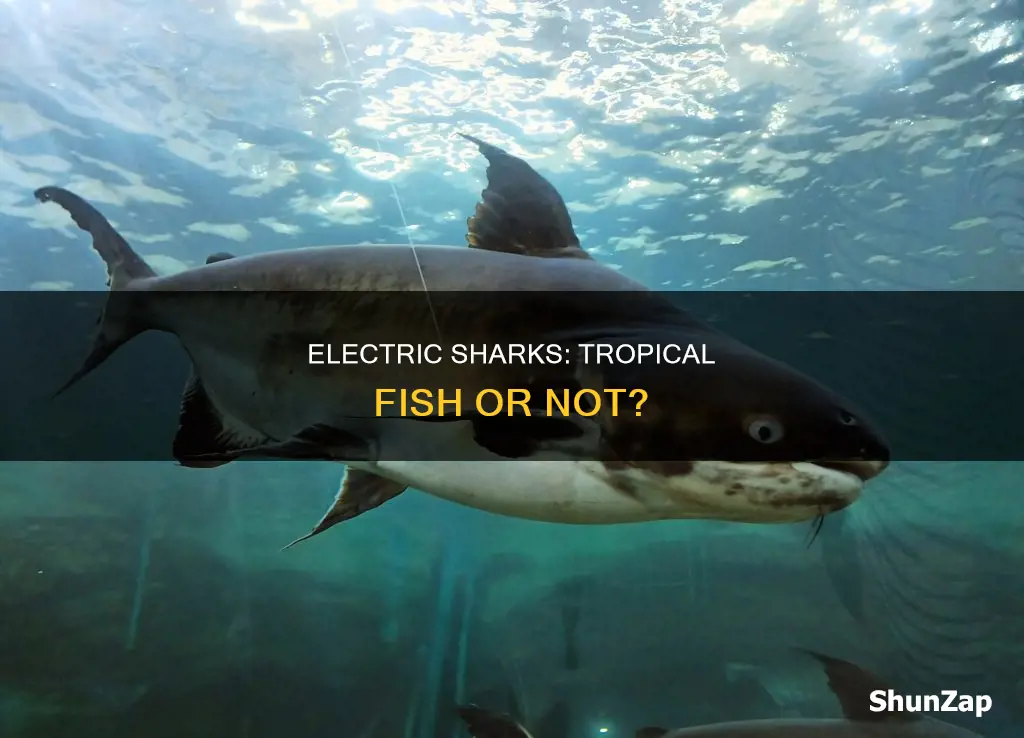 is a shark a neotropical electric fish