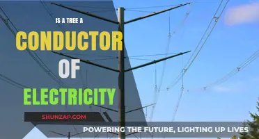 Trees and Electricity: Conductors or Insulators?