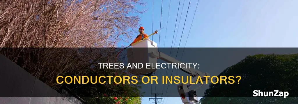 is a tree a conductor of electricity