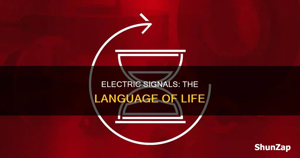 is all life based on electric signals