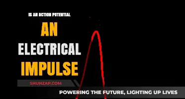Action Potential: Electrical Impulse or Not?