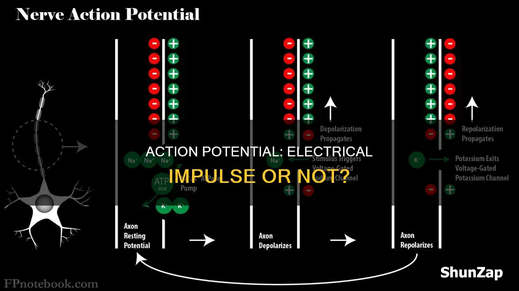 is an action potential an electrical impulse