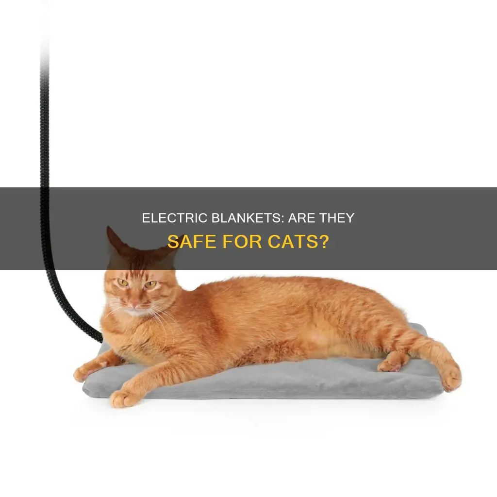 is an electric blanket safe for cats