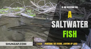 Electric Eel: Freshwater or Saltwater?