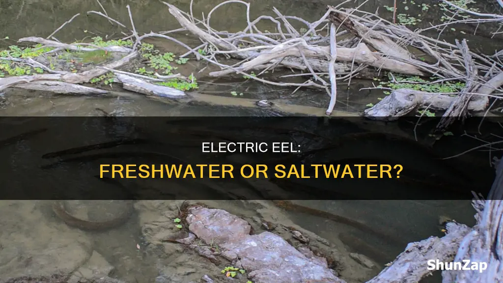 is an electric eel a saltwater fish