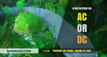 Electric Eel's Shocking Secret: AC or DC?