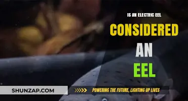 Electric Eels: True or False?