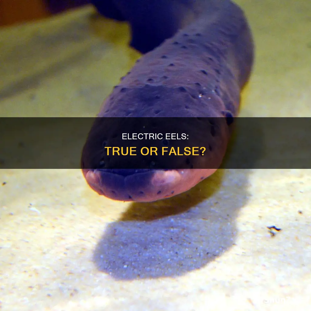 is an electric eel considered an eel