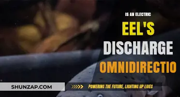 Electric Eel's Shocking Secrets: Discharge Directional or Not?