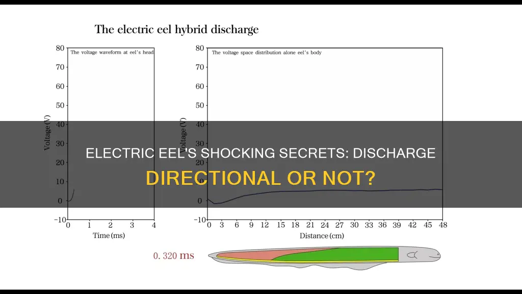 is an electric eel