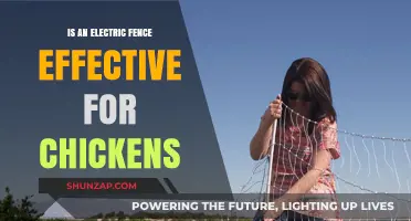 Electric Fences: Effective Chicken Protection or Not?