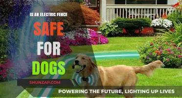Electric Fences: Safe or Not for Dogs?