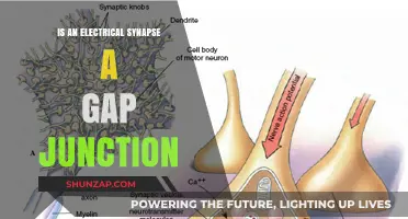 Electrical Synapse and Gap Junctions: What's the Link?
