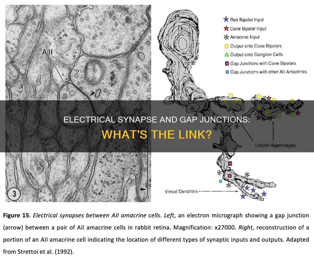is an electrical synapse a gap junction