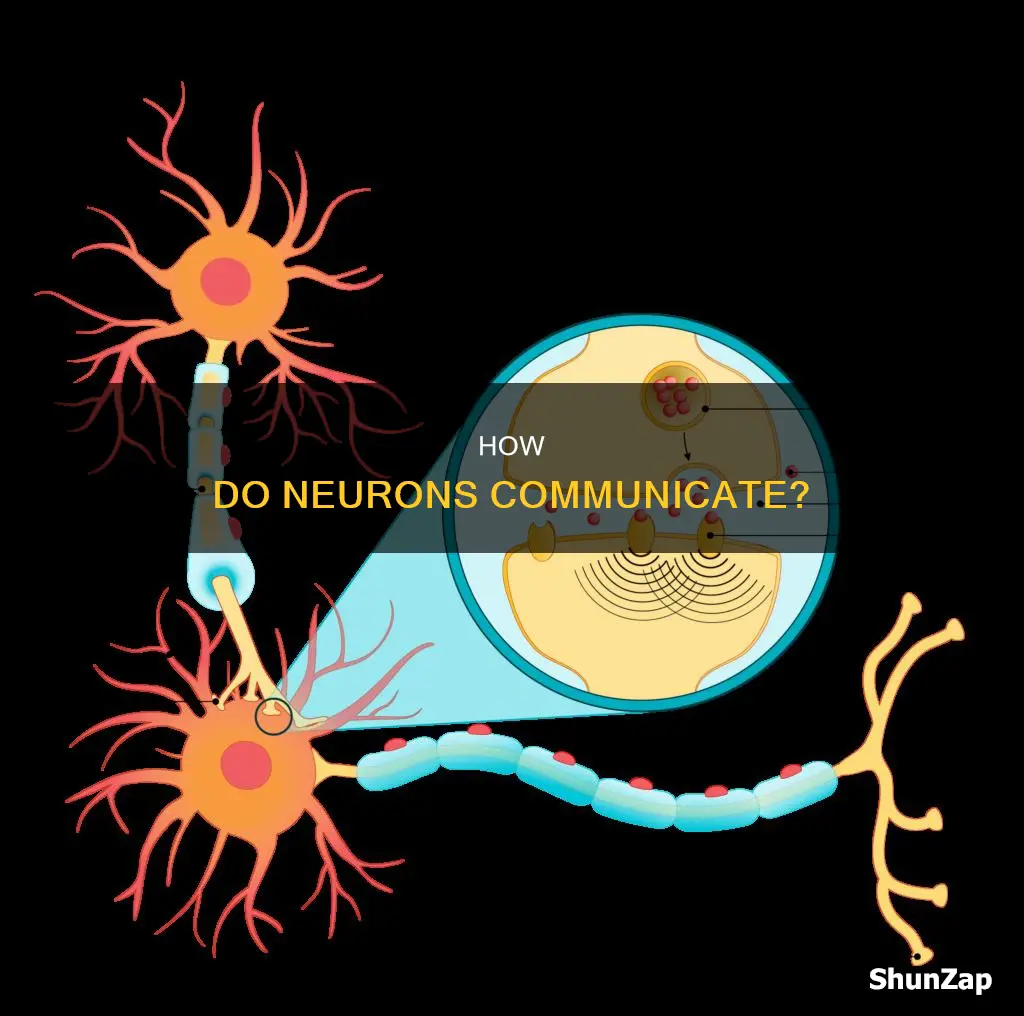 is communication within neurons electrical or chemical