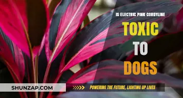 Is Electric Pink Cordyline Safe for Dogs?