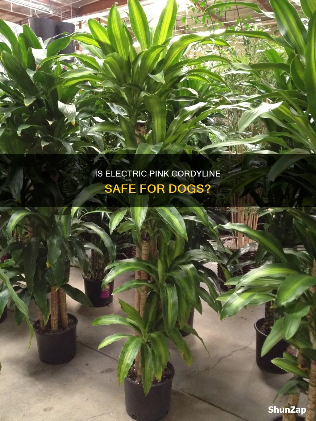 is electric pink cordyline toxic to dogs