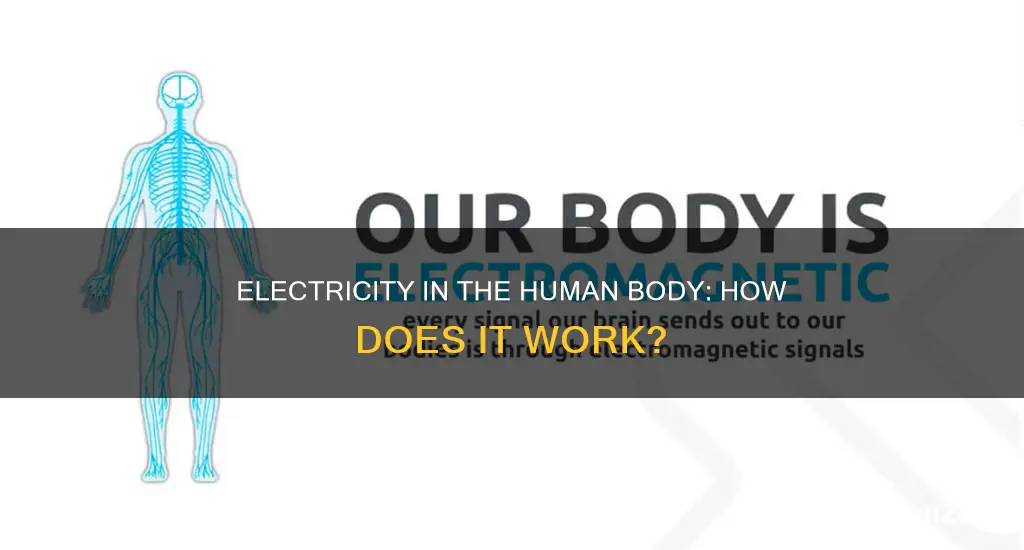 is electricity present in the human body