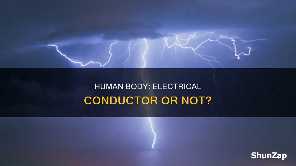 is human body a conductor of electricity