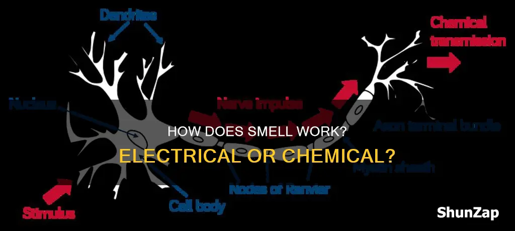 is smell a chemical or electrical impulse