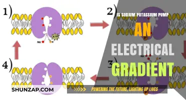 How Sodium-Potassium Pump Maintains Electrochemical Gradient