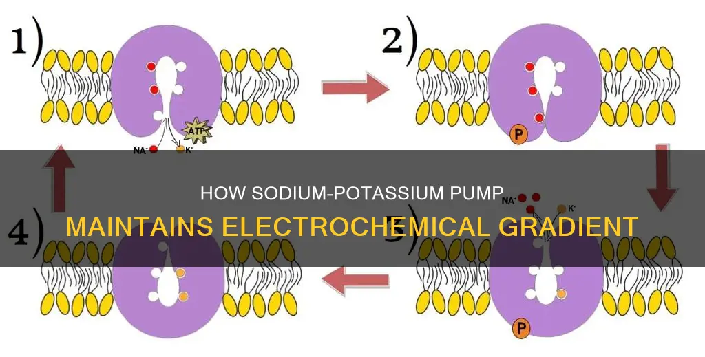 is sodium potassium pump an electrical gradient