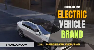 Electric Vehicle Brands: Is Tesla the Lone Player?