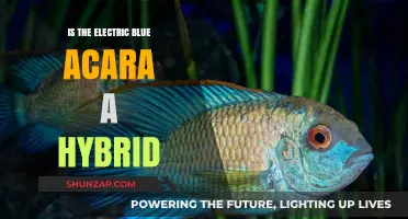 Electric Blue Acaras: Hybrid Cichlid Fish Explained