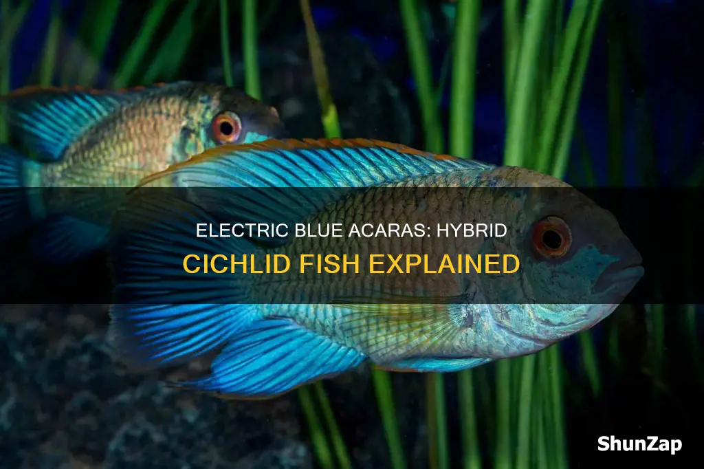 is the electric blue acara a hybrid