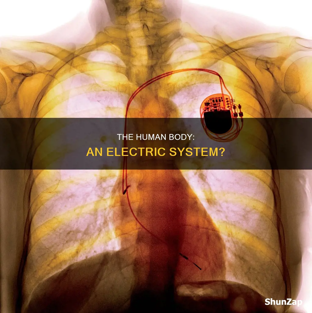 is the human body an electrical system