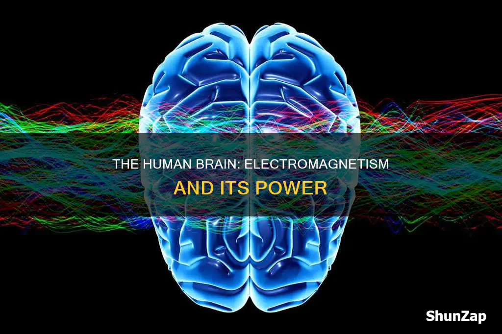 is the human brain an electro magnet