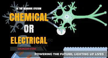 Understanding the Nervous System: Electrical or Chemical?