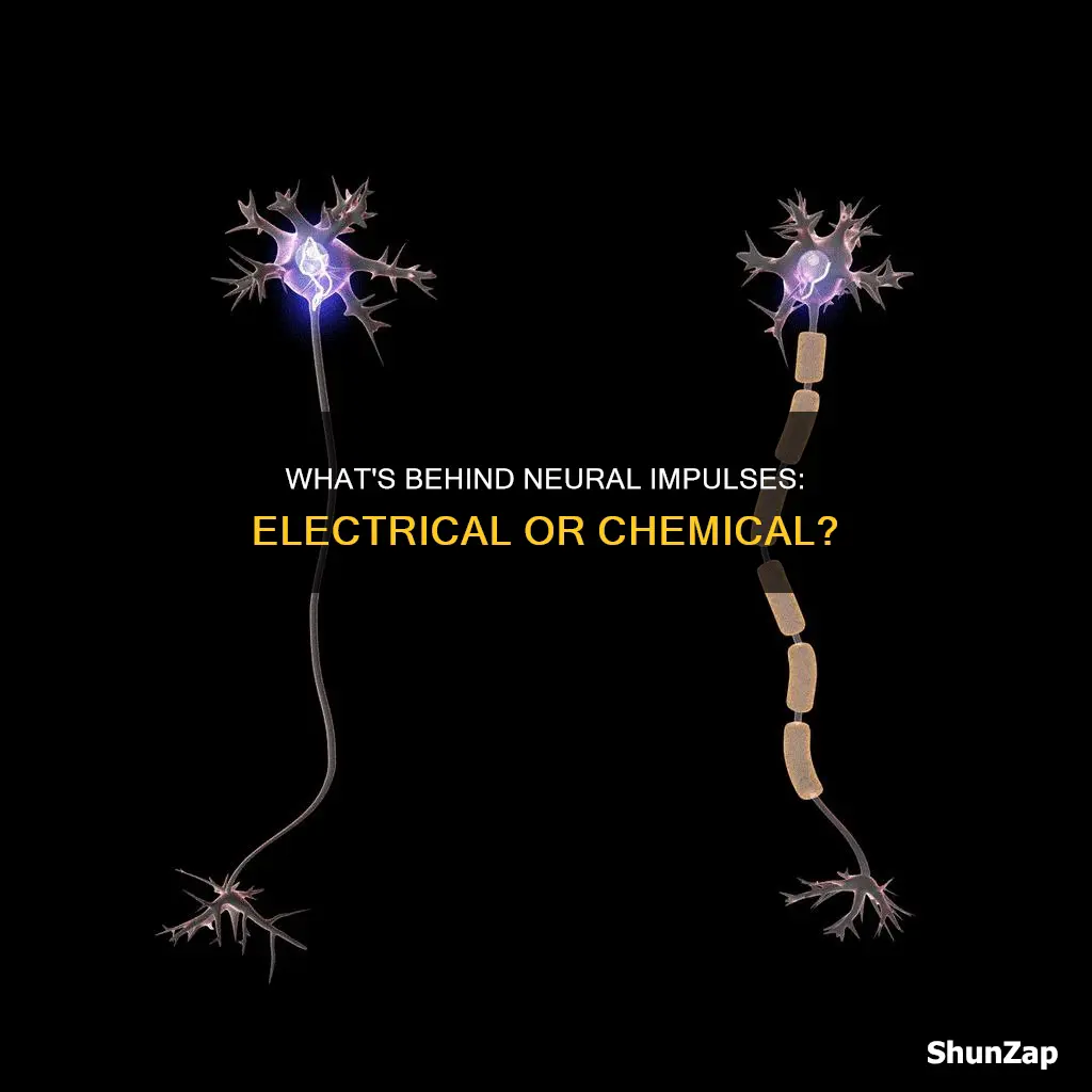 is the neural impulse electrical or chemical