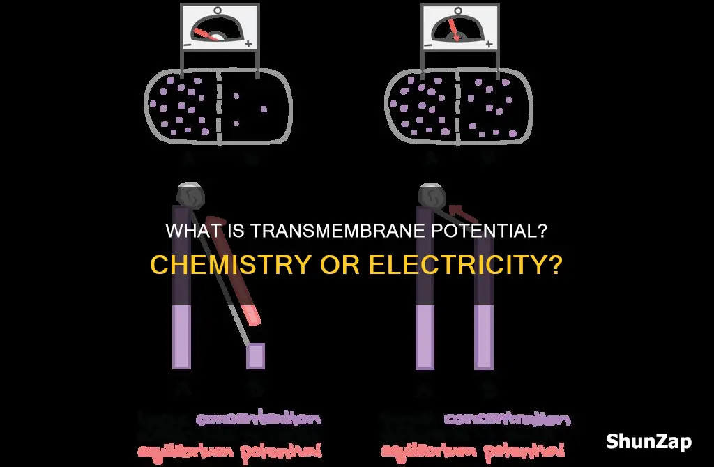 is the transmembrane potential chemical or electrical