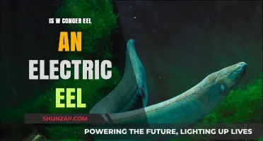 Conger Eel vs Electric Eel: What's the Difference?