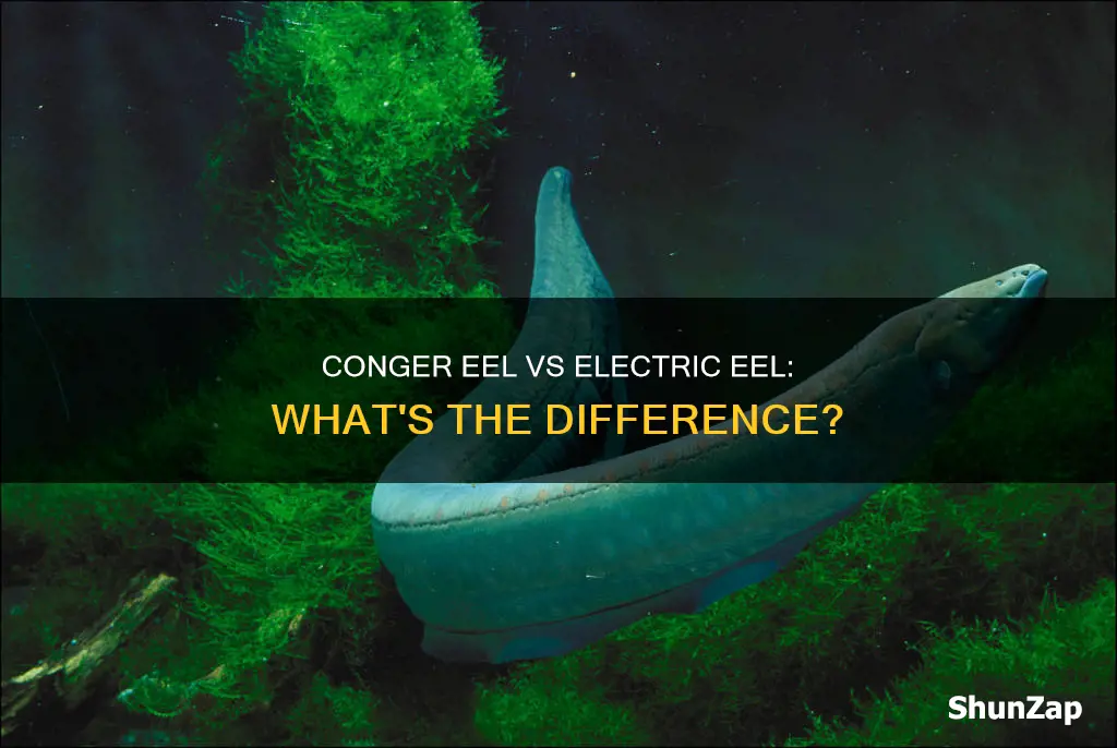 is w conger eel an electric eel