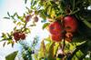 produce