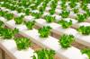 produce