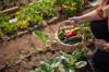 produce