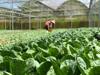 produce