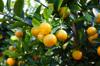 produce