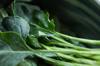 produce