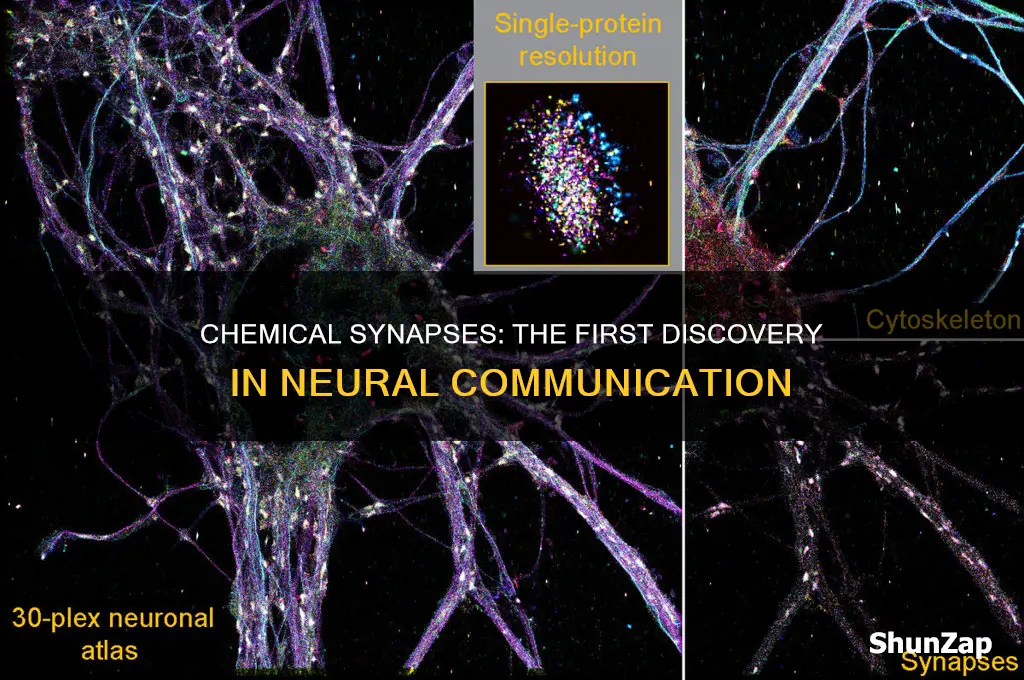 were chemical or electrical synapses discovered first