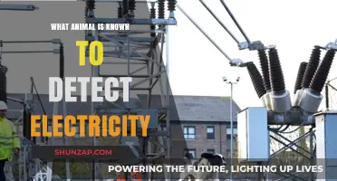 Electricity-Sensing Animals: Nature's Electrical Engineers
