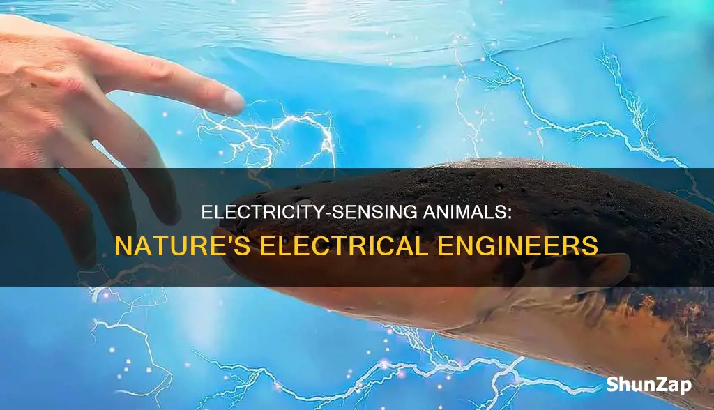 what animal is known to detect electricity